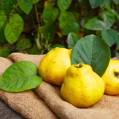 semi di mela cotogna, semi di albero di mela cotogna semina di semi di frutta alberi di mele cotogne zona frutticola, semi di piante Serie Piante Rare piante da ombra resistenti, alto 300pcs