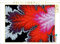 CALVENDO Puzzle Frozen Leaf 1000 Teile Lege-Größe 64 x 48 cm Foto-Puzzle Bild von Michael Fischer
