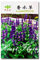 Lila: Salbei Samen Mehliger Salbei Mehlbecher Salvia Arborescens Blume Parfüm Gras Garten Pflanze Professionelle Verpackung 20 Samenpartikel