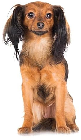 CHSLO Autoaufkleber Hd Pixel Niedlicher Yorkshire Terrier Wasserdichter Hund Aufkleber Vinyl Auto Wrap Für Auto Motorhaube Laptop Home Decora Aufkleber