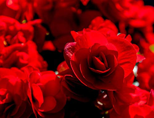 5 X Begonia Doppia Rossa - Begonia Rossa - Bulbi Di Alta Qualità (5)
