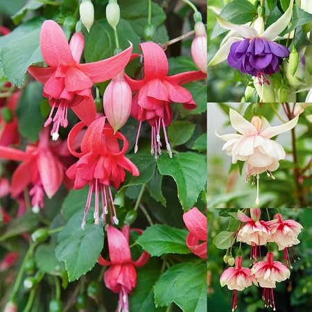 Graines de fleurs fuchsia 100pcs mélangées