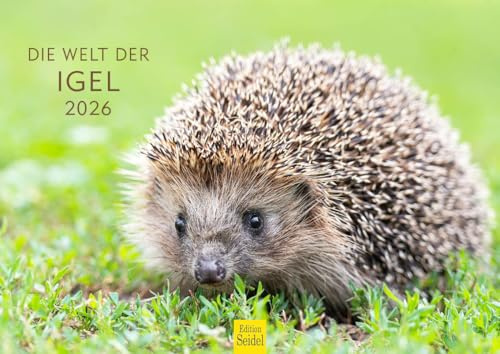 Edition Seidel Premium Kalender Die Welt Der Igel 2026 Format DIN A4 Wandkalender Tierkalender mit süßen Bildern Tiere Wald Waldtiere Wildtiere