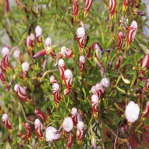 50 Sauerkleesamen (Oxalis versicolor)