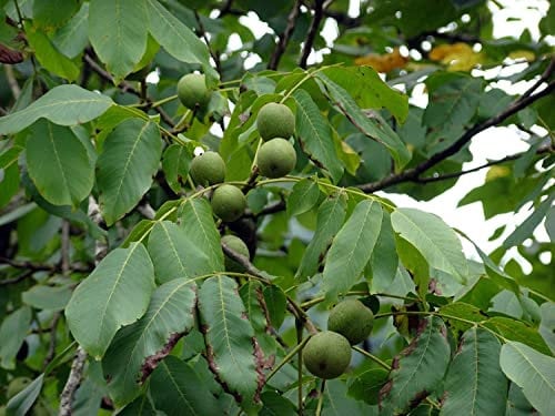 Echte Walnuss Juglans regia Pflanze 35-40cm Walnussbaum Welschnuss Baumnuss