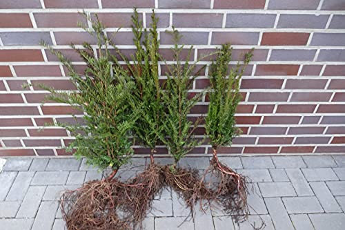 20 Eiben 50-80cm Wurzelware Gartenhecke Heckenpflanzen Immergrüne Pflanze Taxus baccata Eiben