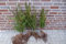 20 Eiben 50-80cm Wurzelware Gartenhecke Heckenpflanzen Immergrüne Pflanze Taxus baccata Eiben