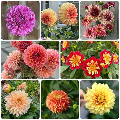 15 pcs dahlien knollen winterhart mehrjährig - winterlinge zwiebeln winterhart mehrjährig, zwiebeln frühlingsblüher zwiebeln, frühlingsblumen zwiebeln, winterharte blumen balkonpflanzen