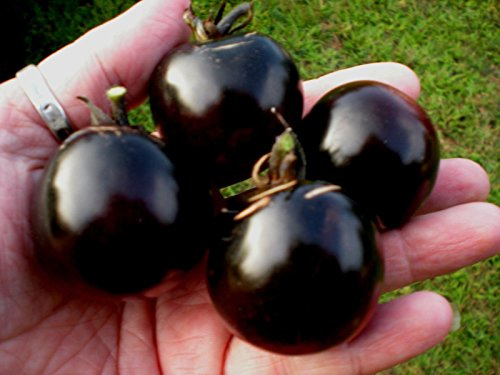 Indigo Rose Tomato! 20 Samen – sehr dunkles Violett: Nur Samen im Paket