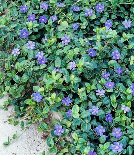 BALDUR Garten 9x Winterharter Bodendecker Vinca minor Blau, im 9x9 cm-Topf | 6-8 Pflanzen pro Quadratmeter, ideal für schattige Flächen, immergrüne & winterharte Staude, mehrjährig, blühend