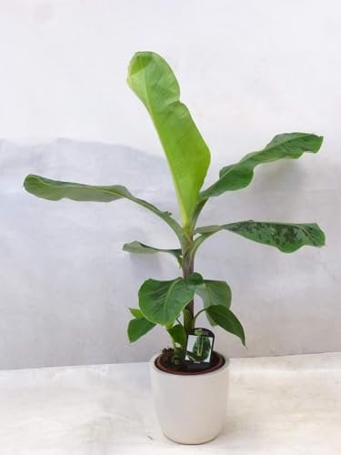[Palmenlager] Banane - Musa Dwarf cavendish 130 cm - Topf 24 cm Ø - Zimmerbanane Zimmerpflanze