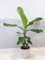 [Palmenlager] Banane - Musa Dwarf cavendish 130 cm - Topf 24 cm Ø - Zimmerbanane Zimmerpflanze