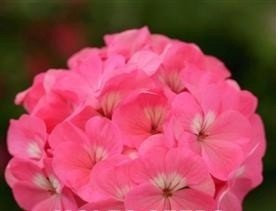 Just Seed - Flower - Geranium - Sprint Rose F2-10 Seed