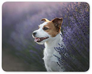 Destination Vinyl Ltd Cute Jack Russell Mouse Mat Pad - Dog Puppy Lavender Field Computer #15901