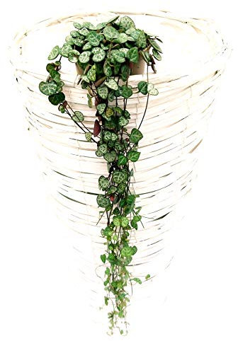POWERS TO FLOWERS - CEROPEGIA WOODII XL, VASO 12CM, Collana di Cuori, Pianta Vera