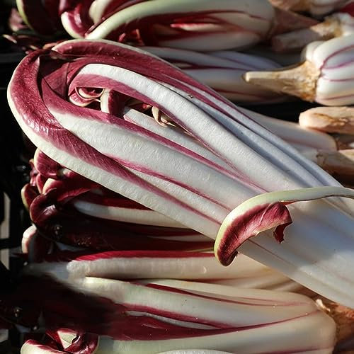 500 Pcs Chicoree Samen Bio - Radicchio Samen - Bio Samen Gemüse Gemüsesamen, (Cichorium Intybus) Wintergemüse Pflanzen Kaufen Gemüsepflanzen Nachhaltige Geschenke Winterfeste Pflanzen