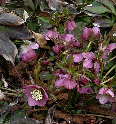 Rote Lenzrose - Helleborus orientalis