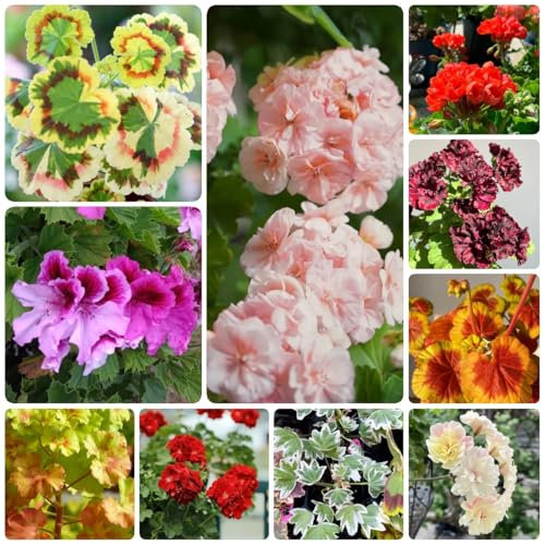 winterharte geranien samen hängend - geschenke für gartenfreunde, samen alte sorten pelargonium samen, topfpflanzen draußen winterhart, frühlingsblume gartendeko für draußen, 400pcs
