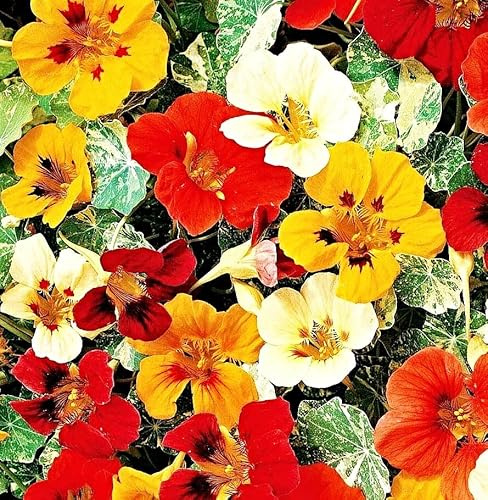 Kapuzinerkresse Samen, Tropaeolum majus, bunte Mischung, Kletterpflanze bis 3m (500 Samen)