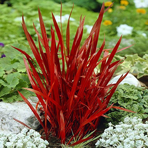 Imperata cylindrica Red Baron - 1 plant