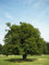 10 Semi di Carpino europeo B1719 (Carpinus betulus)
