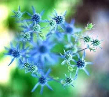 Beeindruckende Blaue Edeldistel Eryngium planum 10 Samen