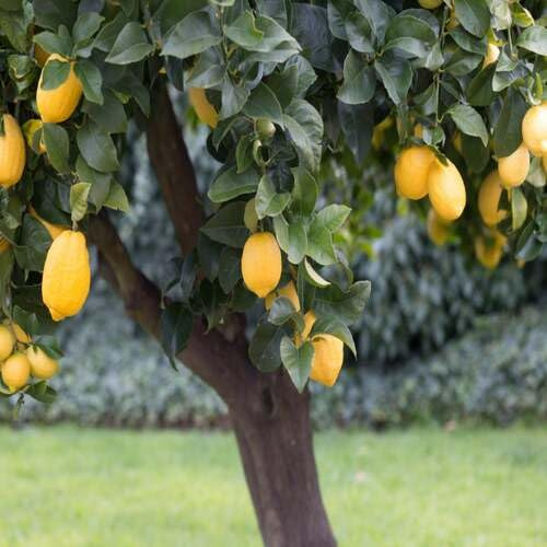New Fresh 5pcs Yellow Lemon Tree Seeds