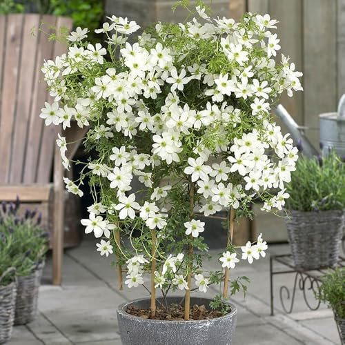 YouGarden Fragrant Evergreen Clematis 'Kimiko', Established Plant in 7cm Pot, Ready to Plant