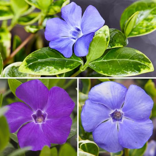 You Garden - Vinca Collection, 3 Periwinkles in 9cm Pots Ready for Planting