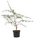 Himalaya-Zeder (Cedrus deodara)