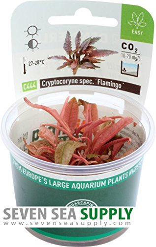 Cryptocoryne Flamingo in vitro