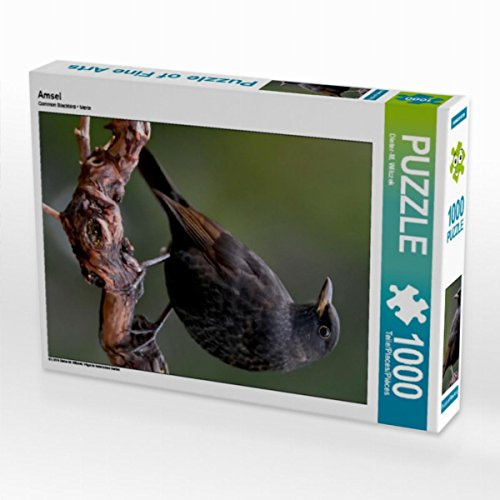 CALVENDO Puzzle Amsel 1000 Teile Puzzle hoch | Lege-Größe cm Foto-Puzzle für glückliche Stunden