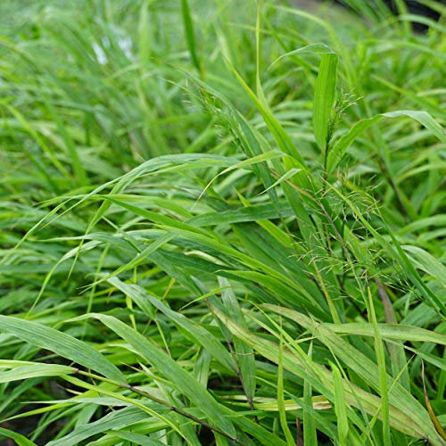 Blumixx Stauden Japanwaldgras – Hakonechloa macra grünlich – Ziergras winterhart & pflegeleicht, ideal für Schatten & Halbschatten, dekorativ im Garten & Kübel
