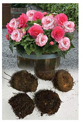 5 Picotee Pink & White & Pink Begonias Tuberous Bulbs/Corms for Garden & Tubs Stunning Summer Plant : - by GARTHWAITE NURSERIES® : - UK Stockist
