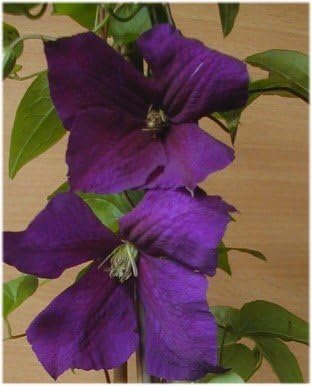 Waldrebe Clematis Warzwaska Nike 80-100 cm hoch im 3 Liter Pflanzcontainer