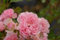 Bodendeckerrose The Fairy® - Rosa The Fairy® - Polyantha-Rose - Beetrose - hellrosa - Verpackungseinheit 1