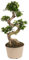 Plant in a Box - Ficus Ginseng S-Shape - Pokon - Pianta giapponese Bonsai - Vaso 20cm - Altezza 55-65cm