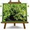 EURO PLANTS VIVAI Boj Buxus Pumila Planta de seto baja - sobre maceta de 11x11 cm. - Altura 30-40 cm