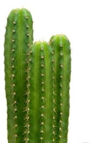 Generic 20 semi di cactus San Pedro Trichocereus Pachanoi Pianta decorativa cerimoniale Verde Small Indoor