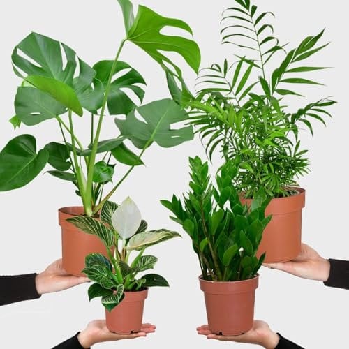 4er Zimmerpflanzen Set mit Bergpalme, Monstera, Philodendron Birkin und Glücksfeder – pflegeleicht und frisch aus der Gärtnerei – Höhe 20–70 cm, Töpfe 10,5–17 cm – für Wohnung & Büro – Green Me Up