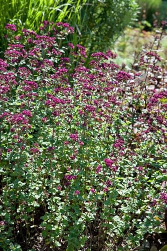 Dost 'Rosenkuppel' im Topf Origanum laevigatum winterhart Bodendecker | Origanum laevigatum, kompakter Kugelwuchs, rosa Blüten Juli bis September, sonnig, aromatisches Laub, winterhart bis -15 °C
