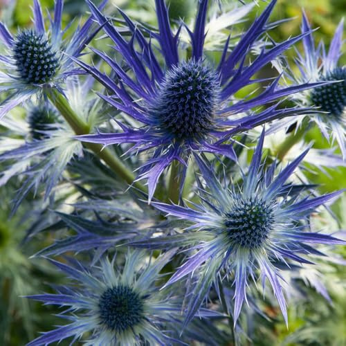 Eryngium x zabelii 'Big Blue' – Hardy Perennial Sea Holly – Striking Metallic Blue Blooms – Drought Tolerant – Long Season of Interest – 3 x 9cm Pots by Thompson and Morgan