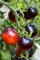 VISA STORE 30 Samen von Indigo Rose - Tomaten Indigo