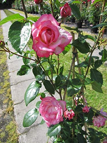Kletterrose Harlekin® - Rosa Harlekin® - cremeweiß-rot - Duft+++ Kordes-Rose