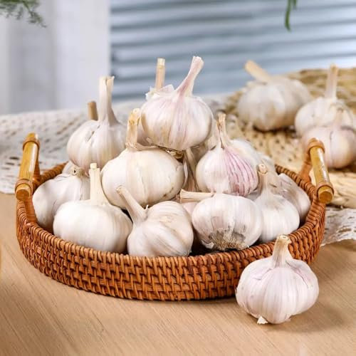 2 pcs Garlic - Steckknoblauch Kaufen - pflanzentopf, gemüse samen Knoblauchzwiebeln, Pflanzknoblauch Winterhart, deko garten winterharte pflanzen für garten, gartenpflanzen gewächshaus