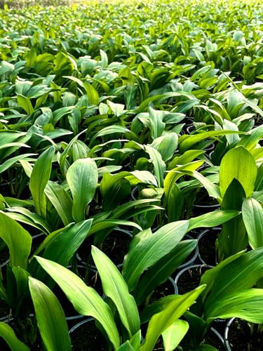Bärlauch-Pflanzen (Allium-ursium) Kräuterpflanzen 4er-Set