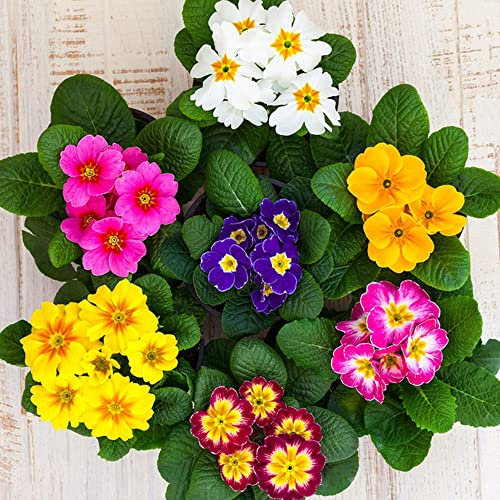 120 Primeln Pflanze Samen blumensamen bodendecker winterhart mehrjährig bodendecker winterhart mehrjährig biosaatgut blumensamen mehrjährig winterhart bodendecker samen winterhart