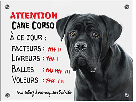 Plaque Cane Corso à ce jour compte ses succès panneau humour attention au chien pancarte monte la garde