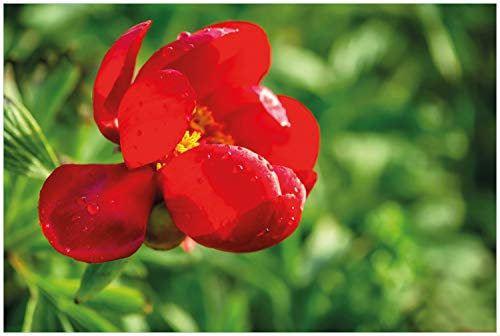 Wallario Glasbild Wilde rote Pfingstrose in Nahaufnahme - 60 x 90 cm Wandbilder Glas in Premium-Qualität: Brillante Farben, freischwebende Optik