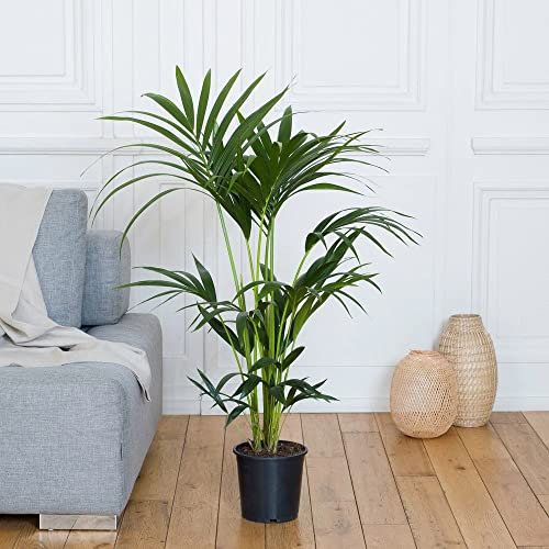 Fleurs et Délices - Plante verte - Plante d'intérieur - Kentia - 90/100 CM - sans cache pot - Fabrication Française Artisanale de Qualité - Plante à Offrir